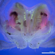 Una vulva de Pseudopolydesmus bajo la luz ultravioleta.